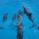 Dolphin Pod from the Boat spotted while Snorkelling and Diving with Ocean Dimensions in The Maldives