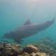 Bottlenose Dolphins spotted at Dhonfanu Wall while Snorkelling and Diving with Ocean Dimensions in The Maldives