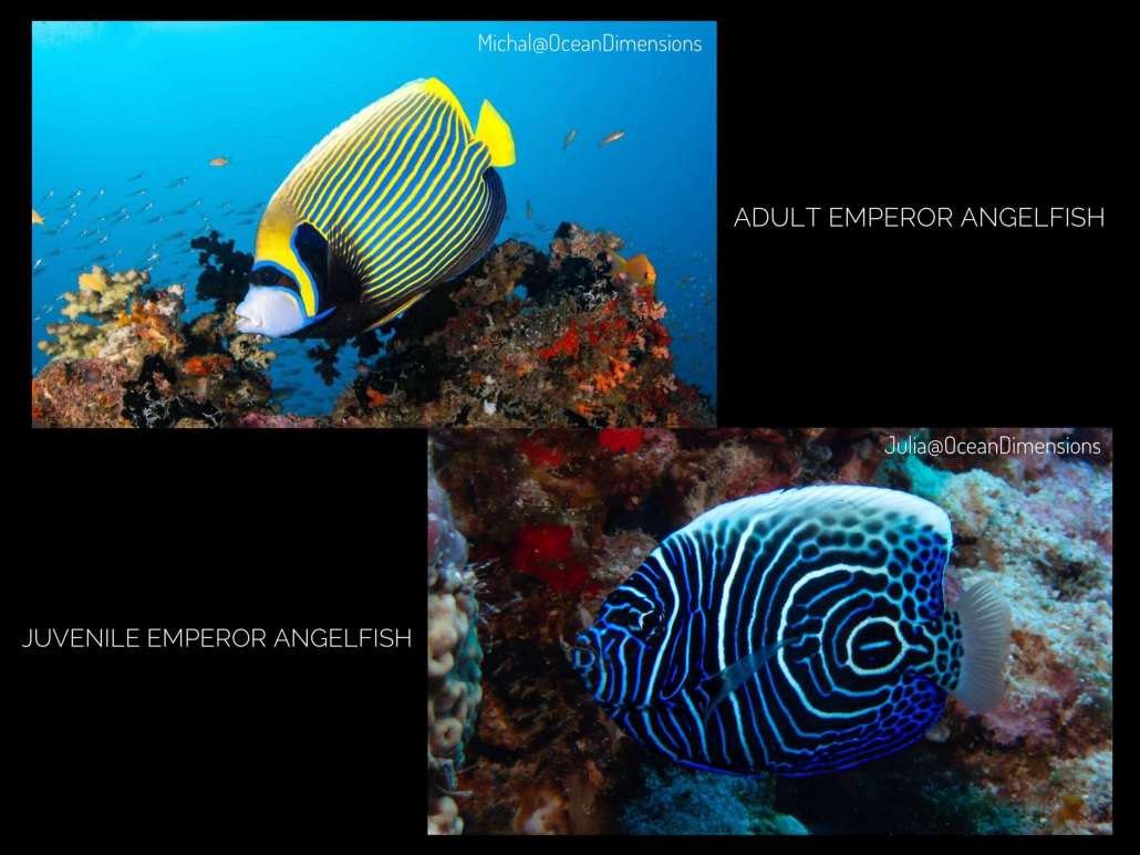 Emperor Angel Fish spotted while Snorkelling and Diving with Ocean Dimensions in The Maldives
