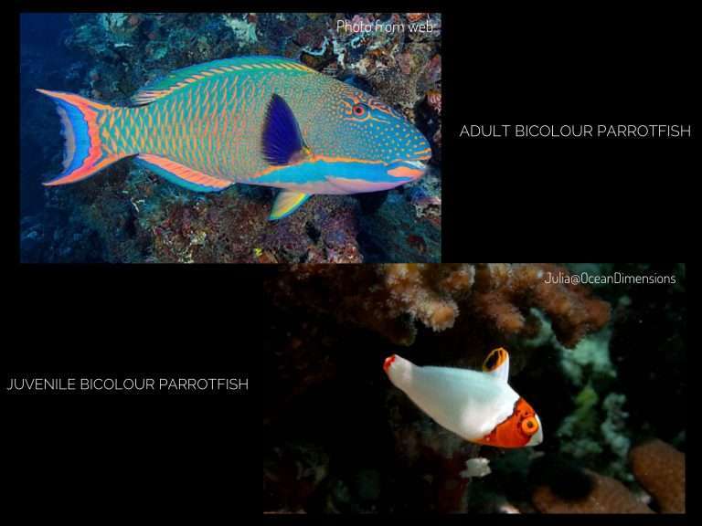Parrot Fish Spotted while Snorkelling and Diving in The Maldives with Ocean Dimensions
