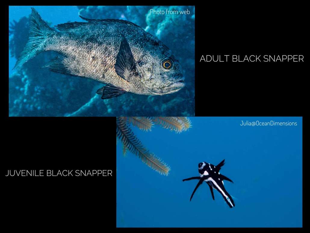 Black Snapper spotted while Diving with Ocean Dimensions in The Maldives