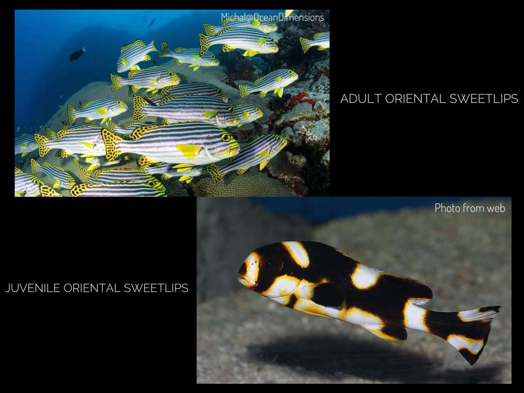 Oriental Sweetlip spotted while snorkelling and Diving in The Maldives with Ocean Dimensions