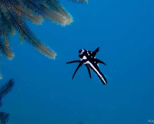 Black White Juvenile Snapper spotted when Snorkelling and Diving in The Maldives with Ocean Dimensions