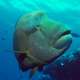Napoleon Wrasse Fish spotted while Snorkelling and Diving in Maafin Thila in the Baa Atoll Maldives with Ocean Dimensions