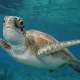 World Turtle Day at Ocean Dimensions in The Maldives