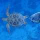 Turtle and Batfish spotted while Snorkelling and Diving with Ocean Dimensions in The Maldives
