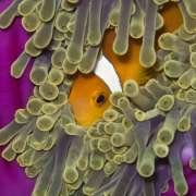 Clownfish spotted while Snorkelling and Diving with Ocean Dimensions in The Maldives