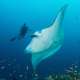 Manta Encounter while Diving with Ocean Dimensions in The Maldives