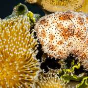 Sea Cucumbers spotted while Snorkelling and Diving with Ocean Dimensions in The Maldives