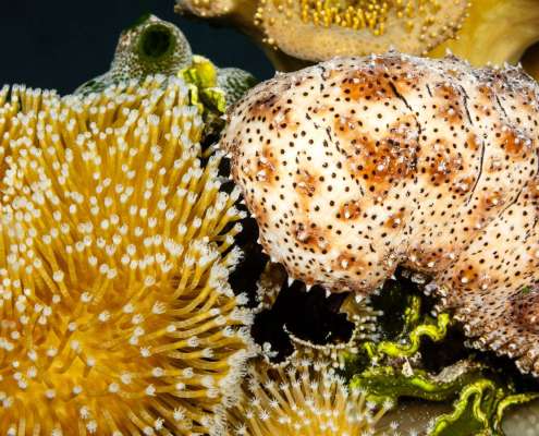 Sea Cucumbers spotted while Snorkelling and Diving with Ocean Dimensions in The Maldives