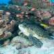 Turtle spotted while Snorkelling and Diving with Ocean Dimensions in The Maldives