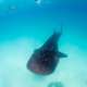 Whaleshark Spotted while Diving with Ocean Dimensions in The Maldives