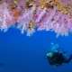 Soft Coral spotted while Snorkelling and Diving with Ocean Dimensions in The Maldives