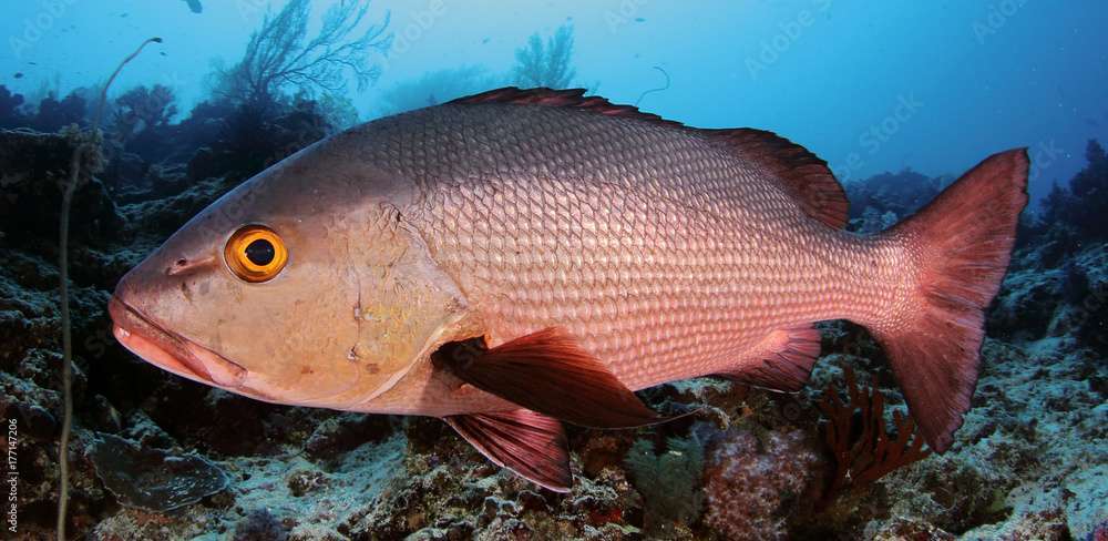 Snapper spotted while Snorkelling and Diving with Ocean Dimensions in The Maldives