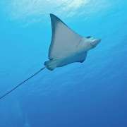 Eagle Rays spotted while Diving with Ocean Dimensions in The Maldives