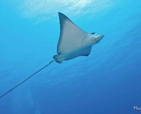 Eagle Rays spotted while Diving with Ocean Dimensions in The Maldives