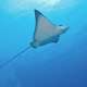 Eagle Rays spotted while Diving with Ocean Dimensions in The Maldives