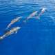 Dolphins spotted while Snorkelling and Diving with Ocean Dimensions in The Maldives