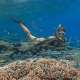 Free Snorkel Experience at the Kihaa House Reef With Ocean Dimensions in The Maldives