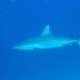 Grey Reef Shark at Dhonfan Thila spotted while Diving with Ocean Dimensions in The Maldives