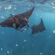 Inside a fishs belly - microplastics