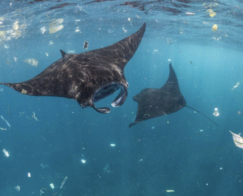 Inside a fishs belly - microplastics