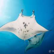 Manta Ray spotted while Diving and Snorkelling with Ocean Dimensions in The Maldives