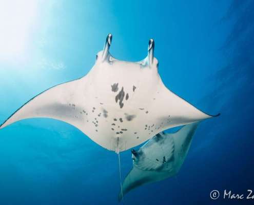 Manta Ray spotted while Diving and Snorkelling with Ocean Dimensions in The Maldives