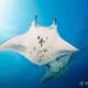 Manta Ray spotted while Diving and Snorkelling with Ocean Dimensions in The Maldives