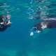 Manta Rays feeding near the surface spotted while Snorkelling and Diving with Ocean Dimensions in The Maldives