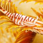 Shrimp in a Featherstar spotted while Night Diving with Ocean Dimensions in The Maldives