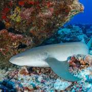 Sleeping Nurse Shark spotted while Diving with Ocean Dimensions in The Maldives