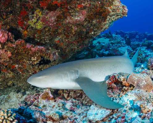Sleeping Nurse Shark spotted while Diving with Ocean Dimensions in The Maldives
