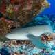 Sleeping Nurse Shark spotted while Diving with Ocean Dimensions in The Maldives