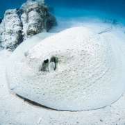 Stingrays of the Maldives