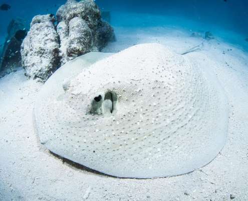 Stingrays of the Maldives