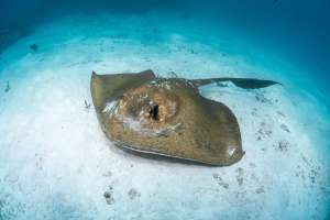 Stingrays