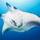 Manta Ray Spotted while Diving and Snorkelling with Ocean Dimensions in The Maldives