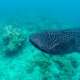 Whale Shark spotted while Snorkelling and Diving with Ocean Dimensions in The Maldives
