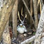 Wite-tailed tropic bird