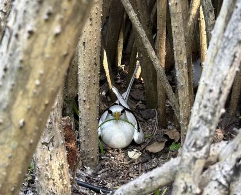 Wite-tailed tropic bird