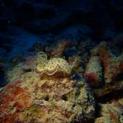 Nudibranchs