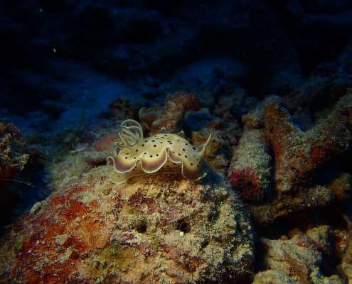 Nudibranchs