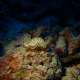 Nudibranchs