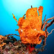 Frogfish