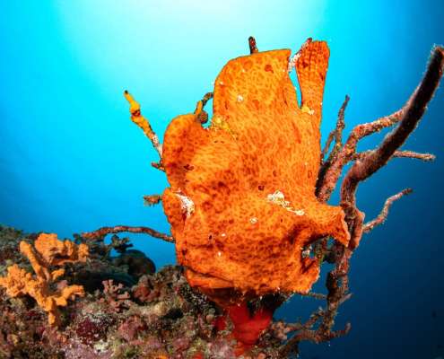 Frogfish